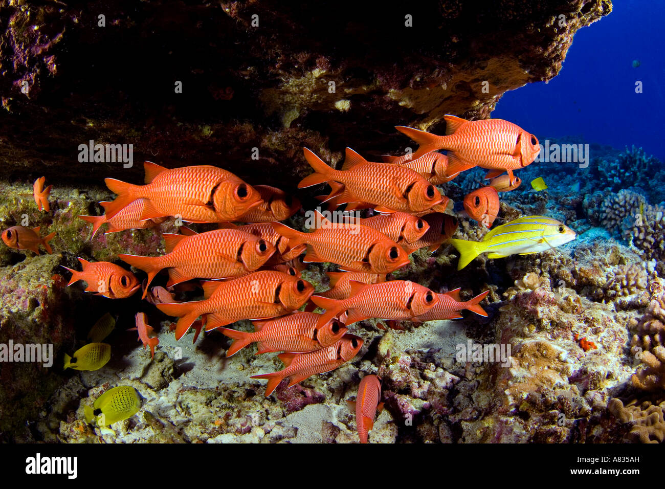 A school of shoulderbar soldierfish, Myripristis kuntee, Hawaii. Stock Photo