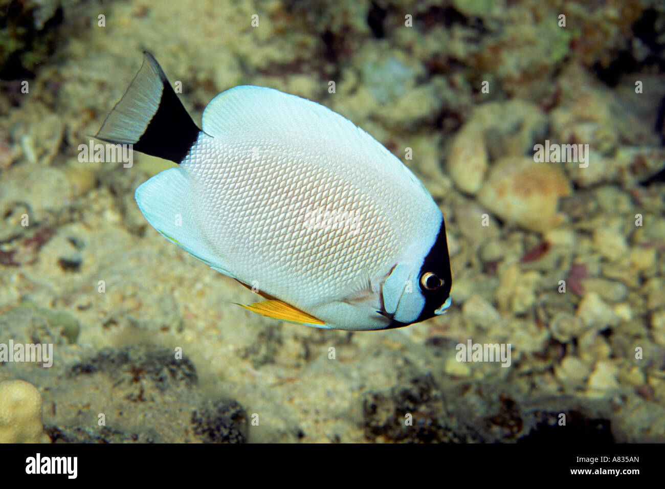 The white and black masked angelfish, Genicanthus personatus, is one of the world s rarest coral reef fish, Hawaii. Stock Photo