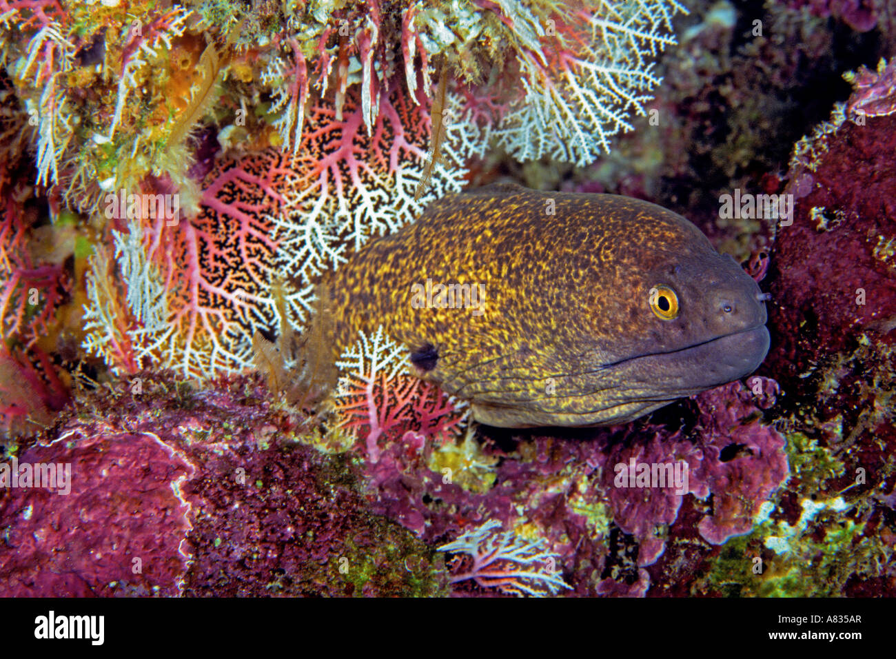 A yellowmargin moray eel, Gymnothorax flavimarginatus, peering out of lace coral, Stylaster sp, Saipan, Micronesia. Stock Photo