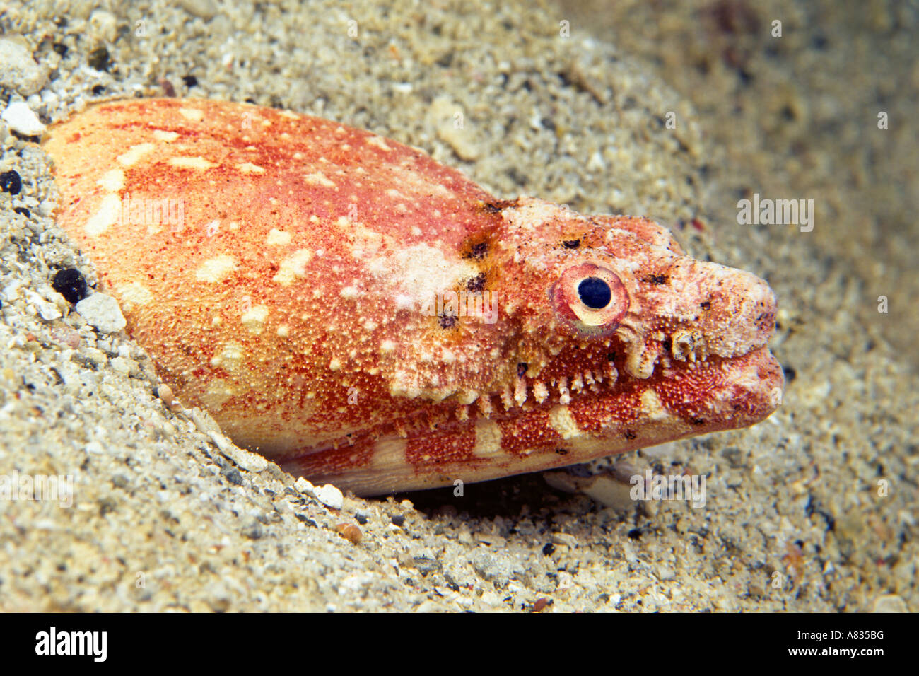 Crocodile snake eel, Brachysomophis crocodilinus, or puhi, an ambush