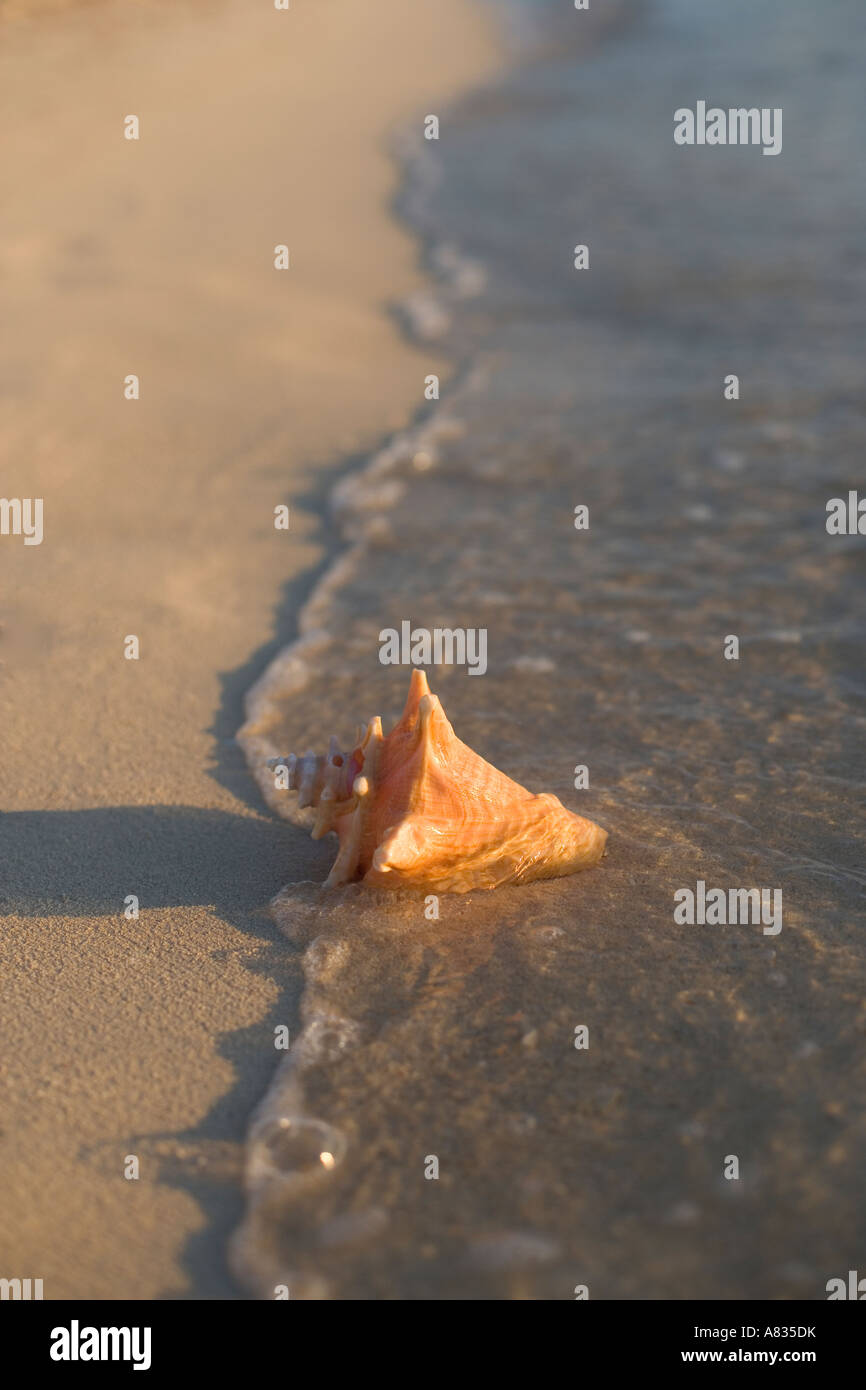 Conch shell on beach with incoming water ripples and foam at Conch Tree ...