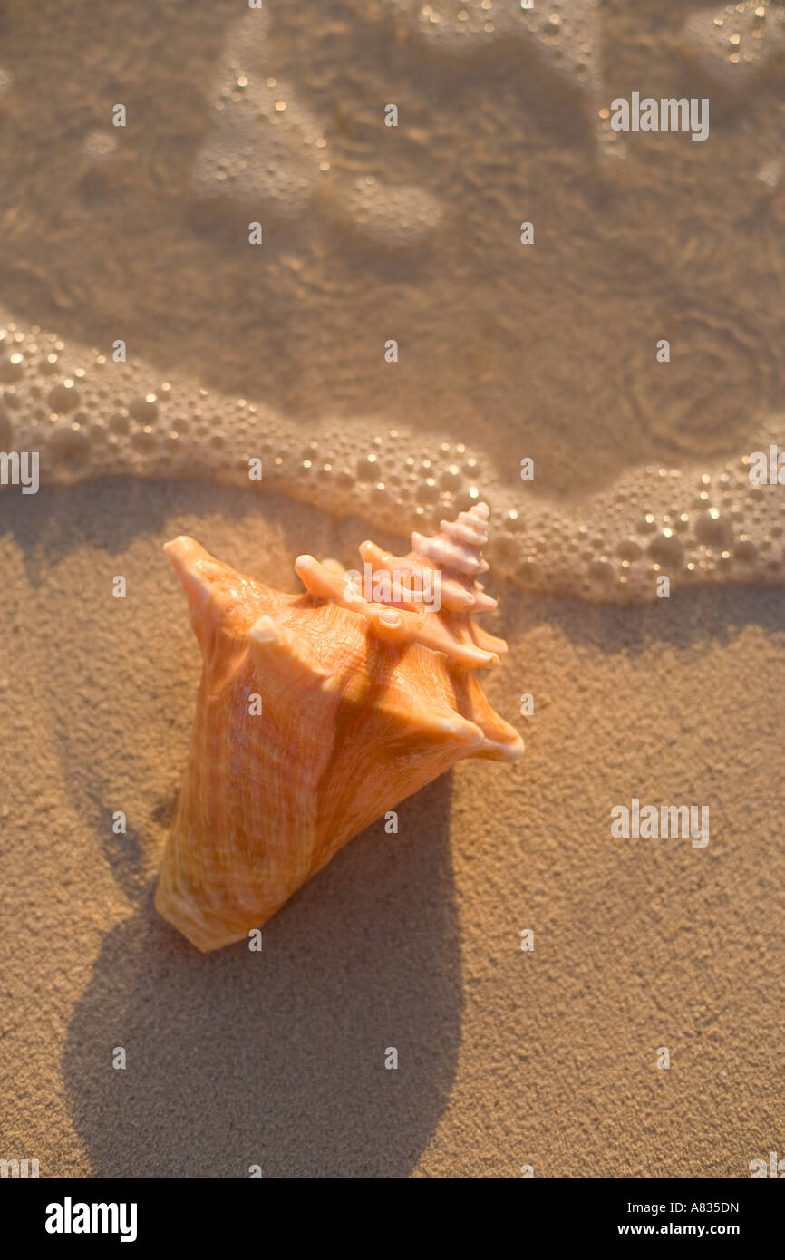 Conch shell on beach with incoming water ripples and foam at Conch Tree ...