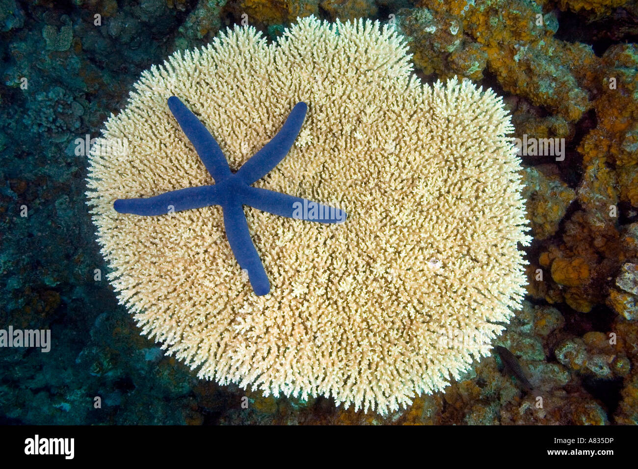 This seastar, starfish, Linckia laevigata, is pictured on a hard plate coral off Vanua Levu Island, Fiji. Stock Photo