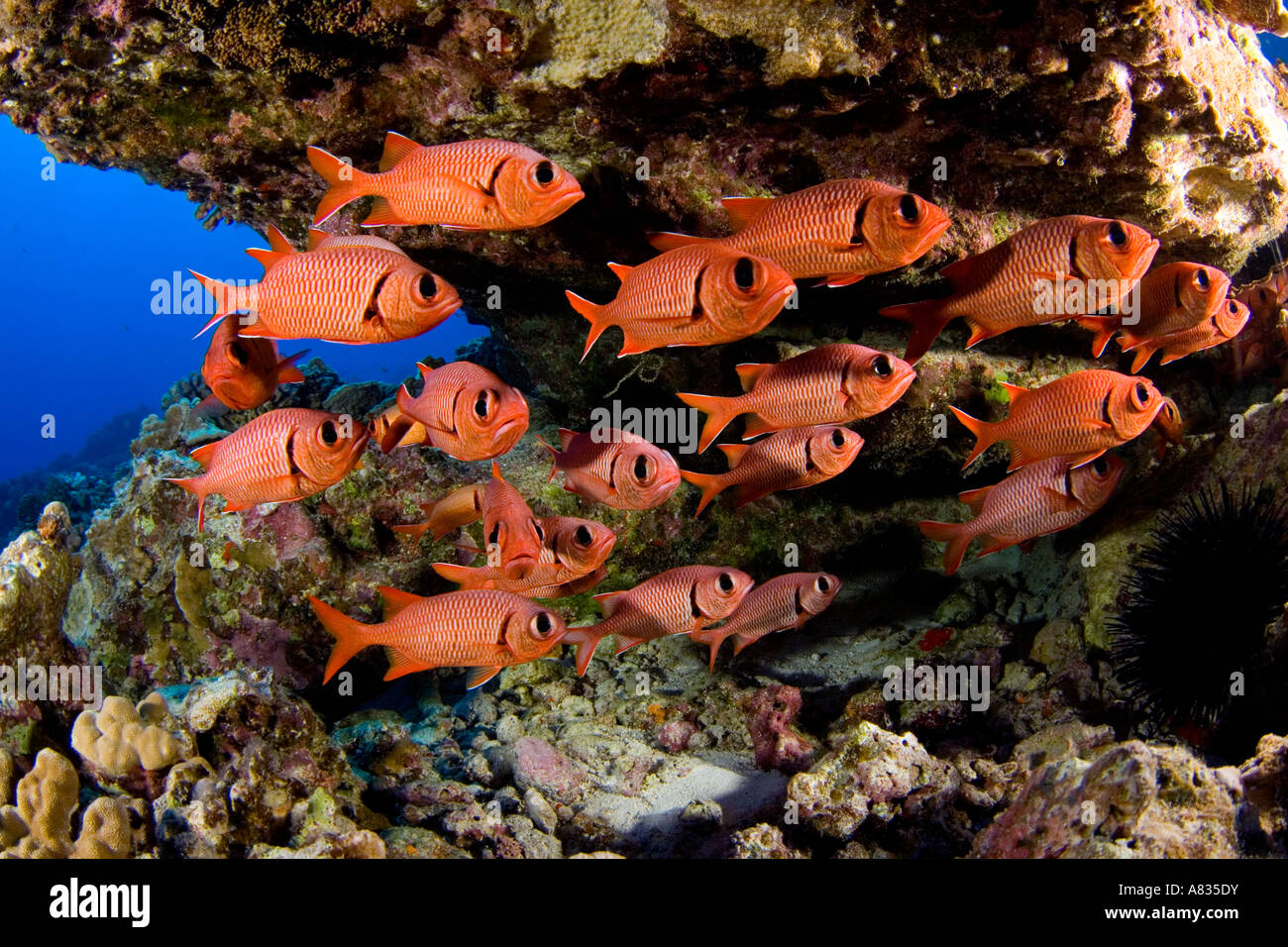 A school of shoulderbar soldierfish, Myripristis kuntee, Hawaii. Stock Photo