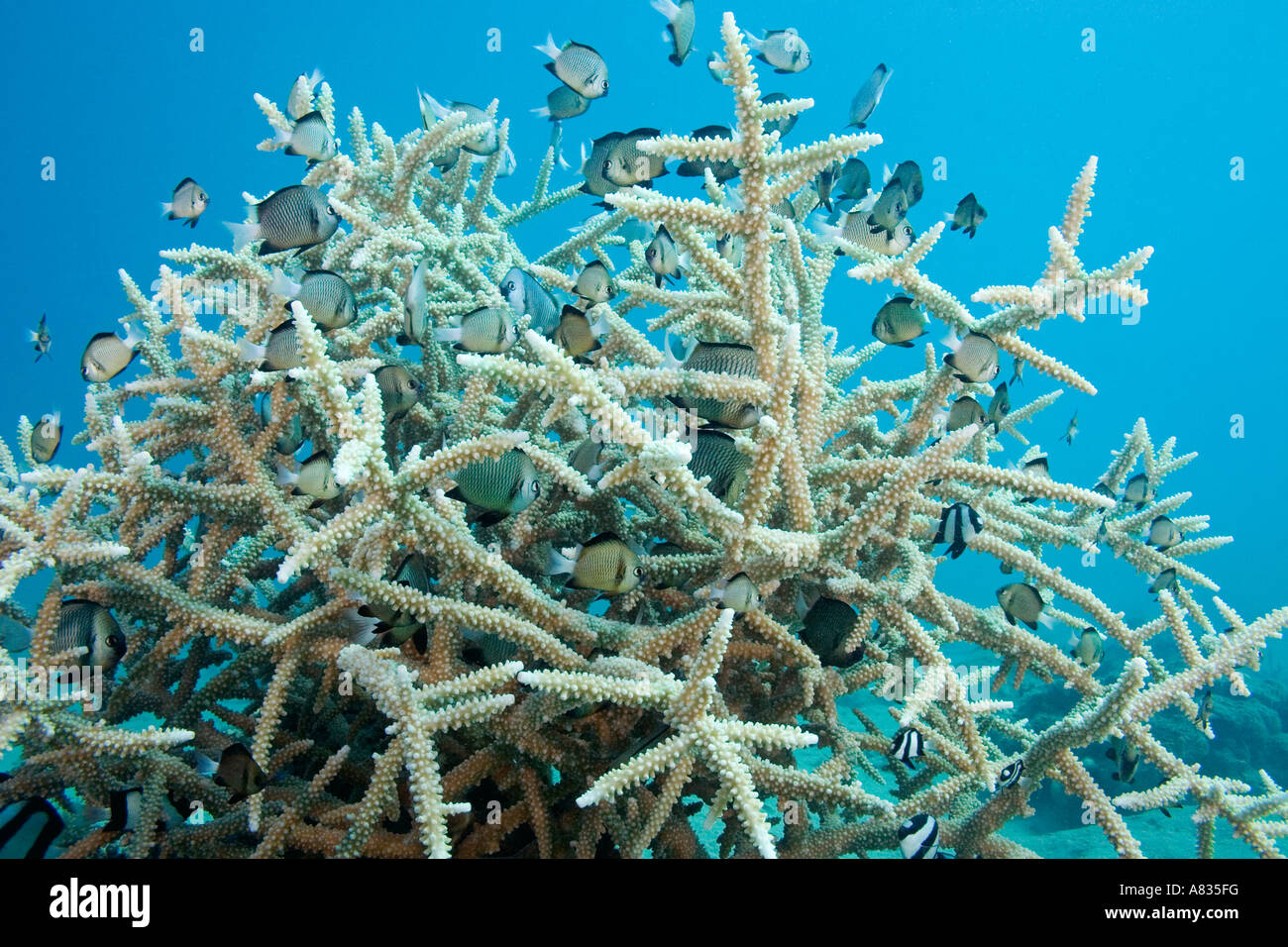 This delicate hard coral, Acropora aspera, with a school of damselfish is found in protected lagoon areas, Fiji. Stock Photo