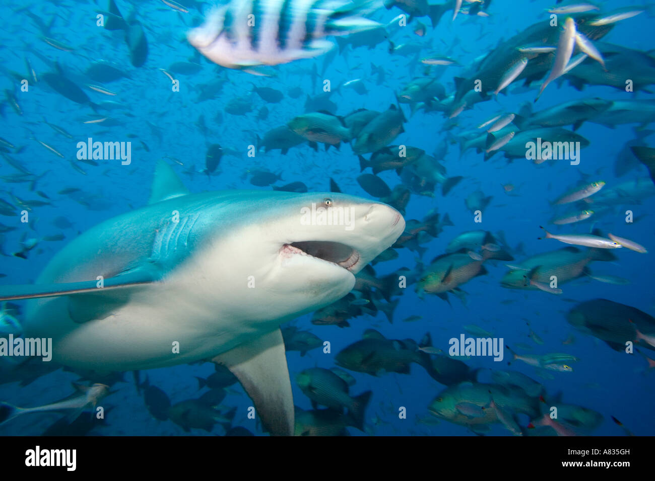Bull shark fresh water hi-res stock photography and images - Alamy