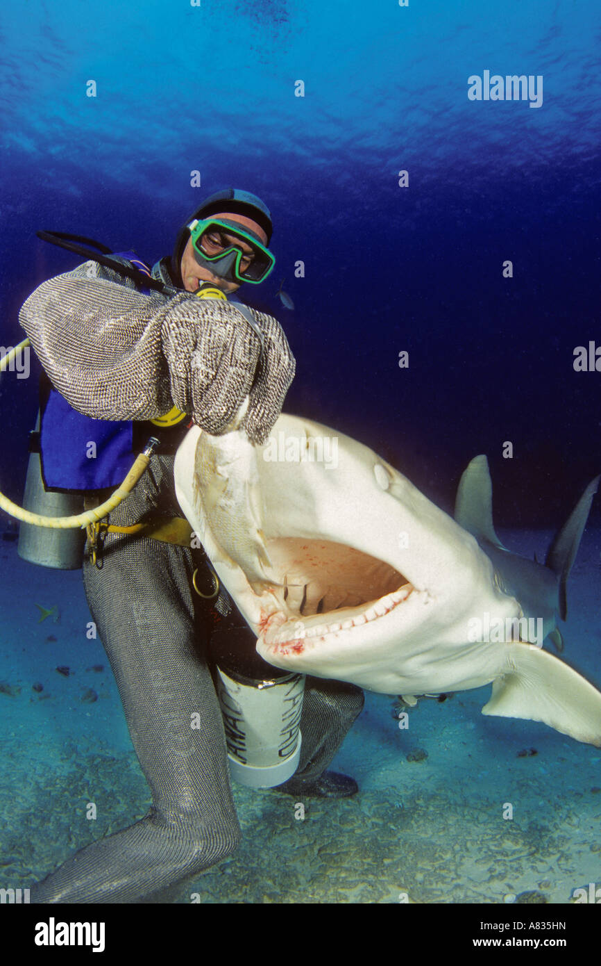 This diver in a full chain mail suit is hand feeding Caribbean Reef
