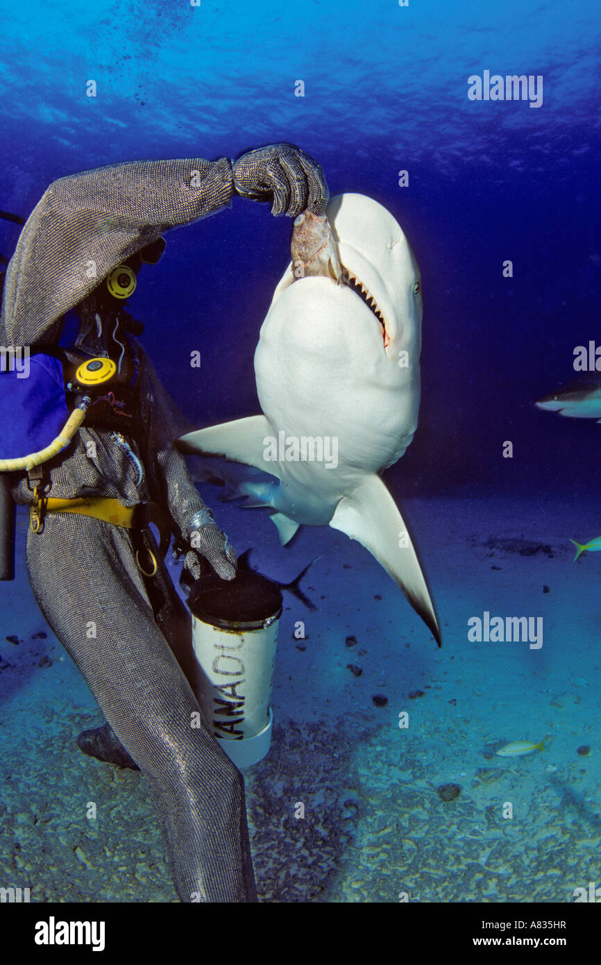 This diver in a full chain mail suit is hand feeding Caribbean Reef