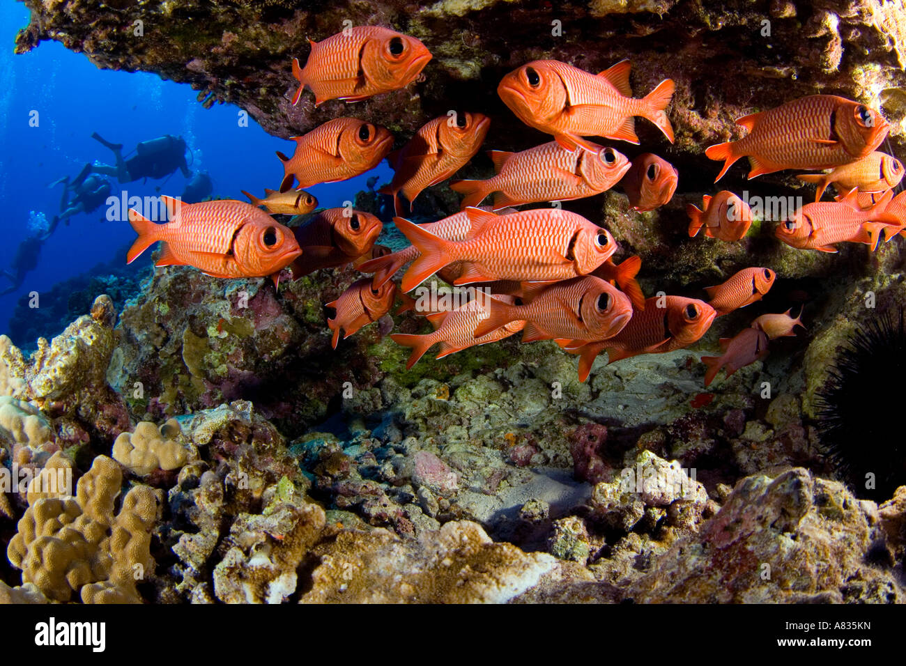 Divers, and a school of shoulderbar soldierfish, Myripristis kuntee, Hawaii. Stock Photo