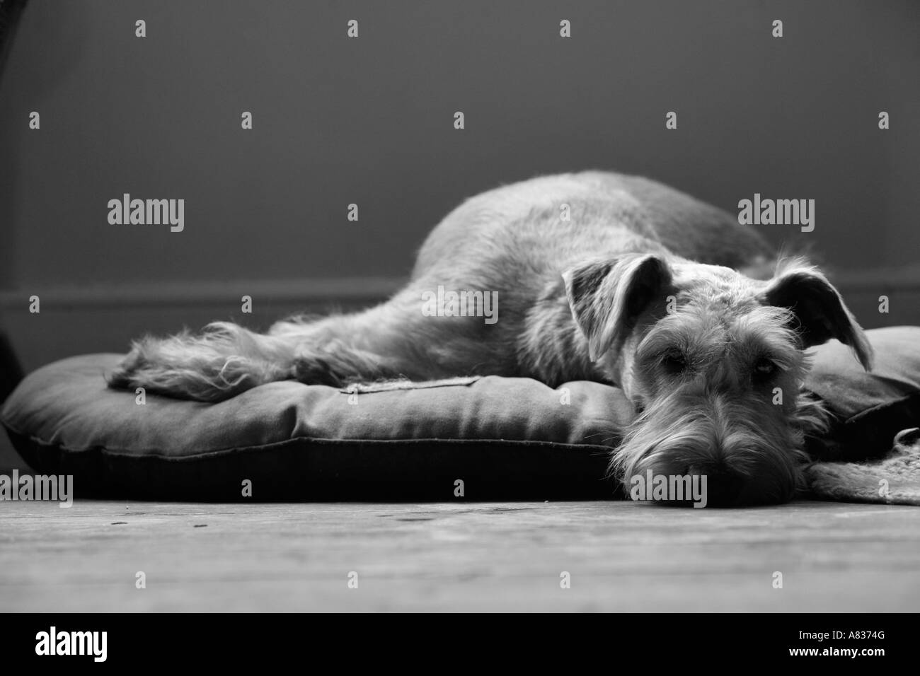 Irish Terrier relaxes at home Stock Photo Alamy