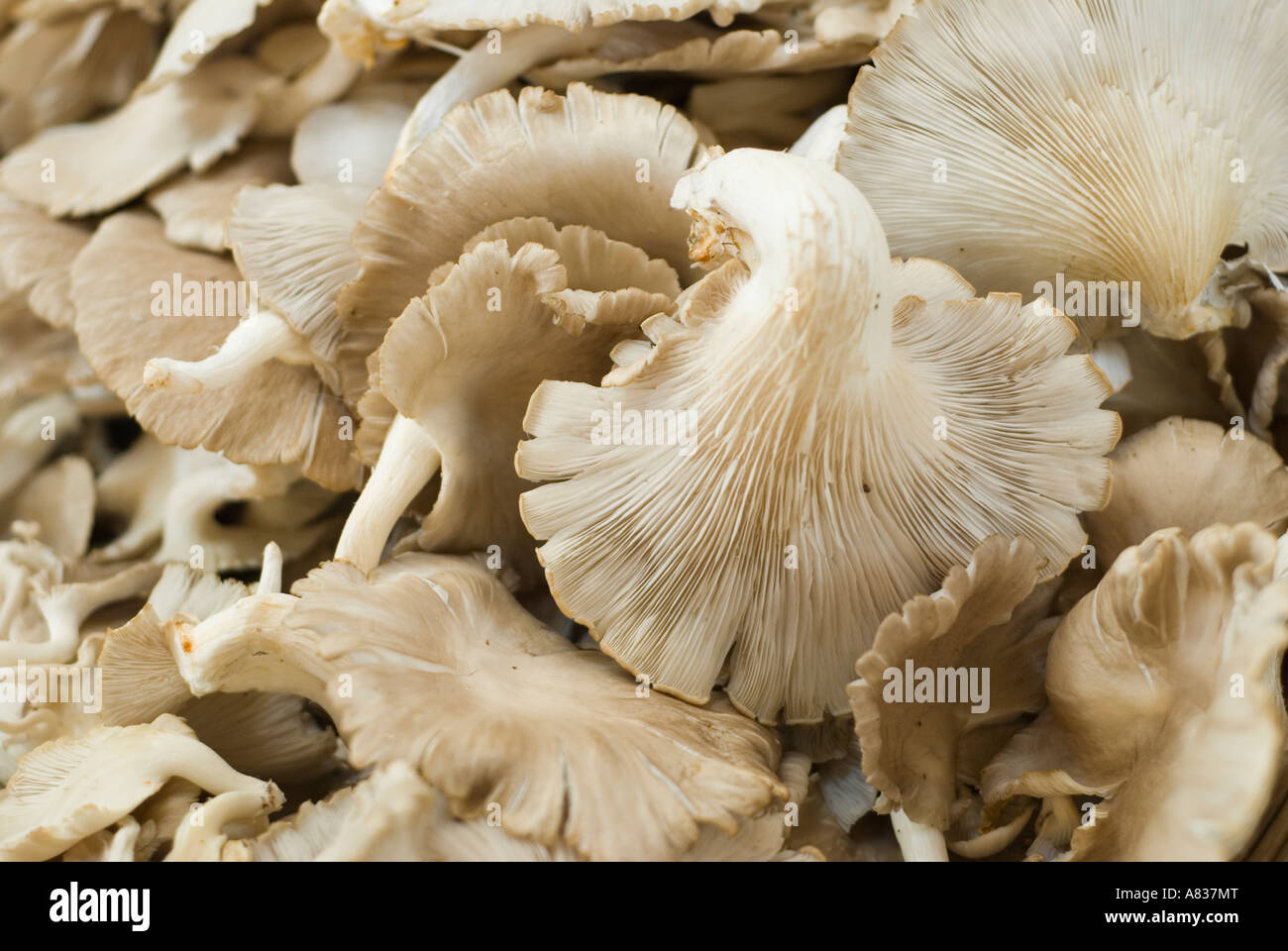 Oyster mushrooms Stock Photo