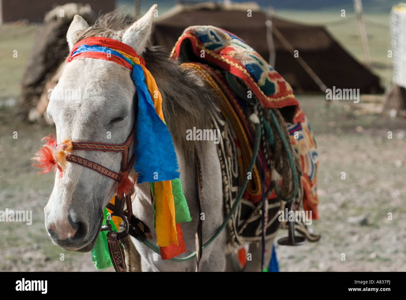 Typical Tibetan horse used by Nomads Stock Photo