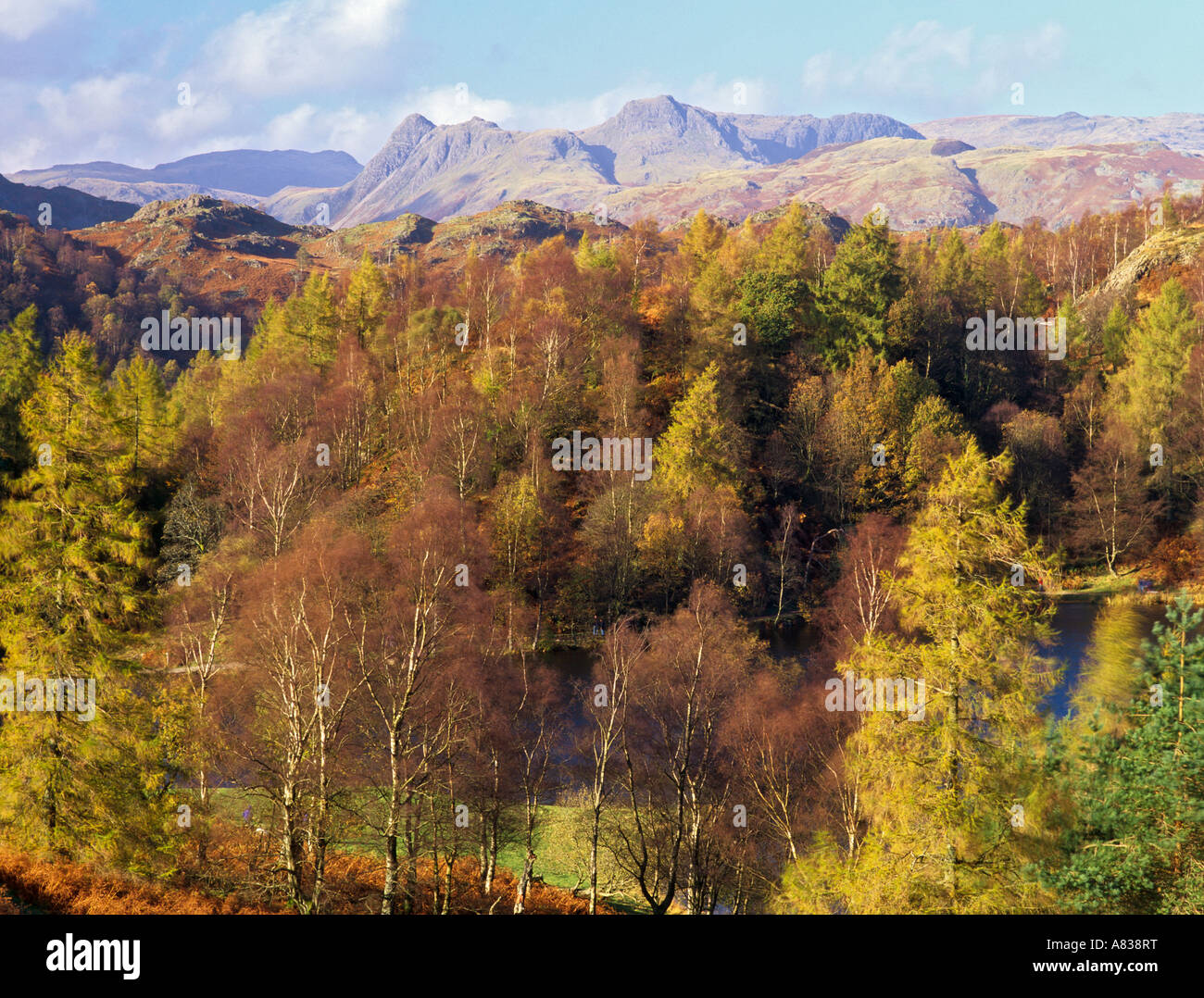 Tarn Hows lake and woodland with distant view to Langdale Pikes in Lake District National Park in autumn. Coniston Cumbria England UK Stock Photo