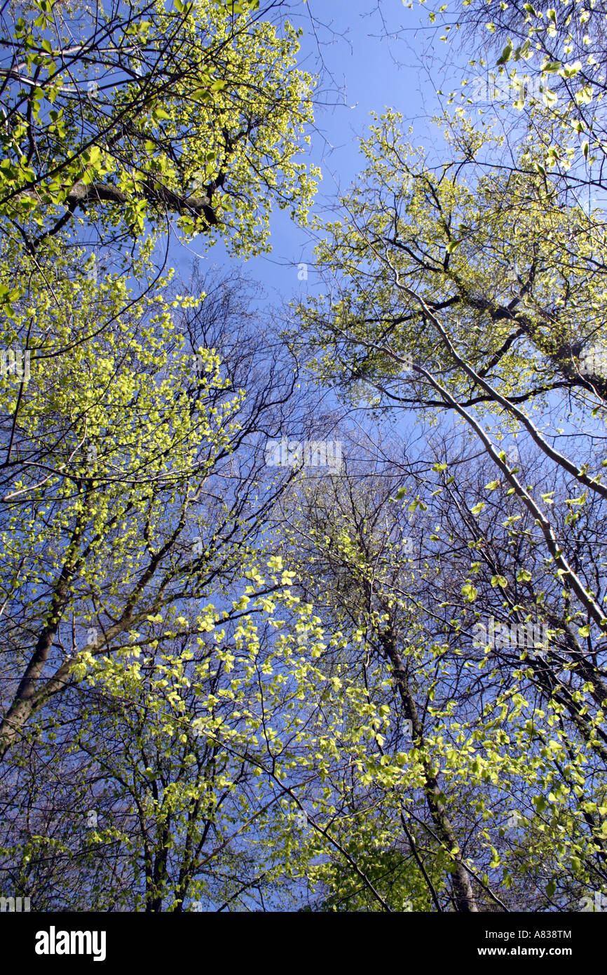Spring trees hi-res stock photography and images - Alamy