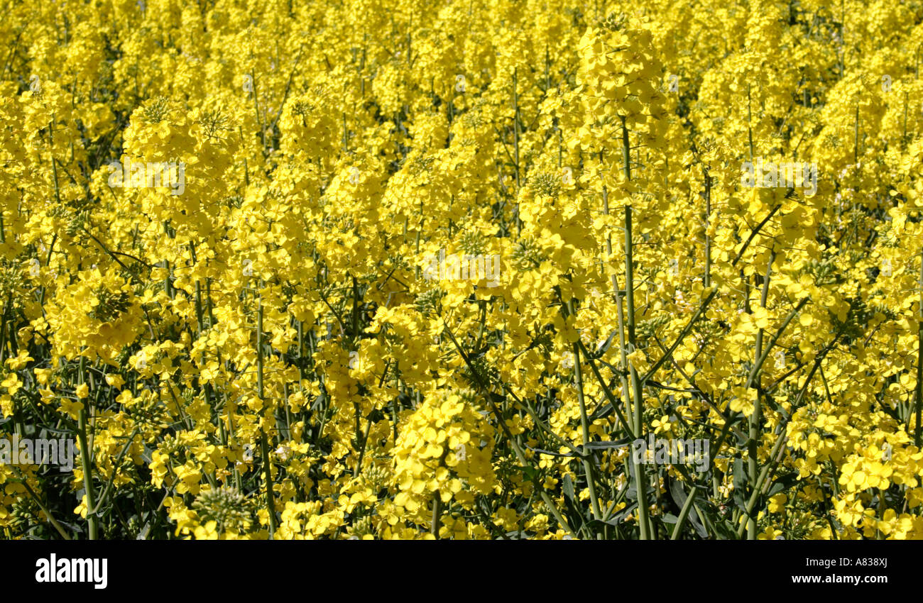 Oil seed rape field Oxfordshire Stock Photo