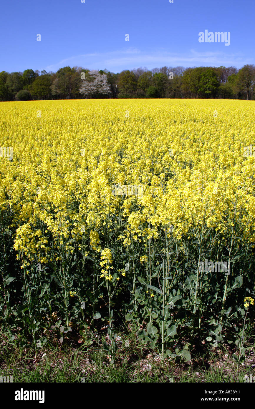 Oil seed rape field Oxfordshire Stock Photo - Alamy