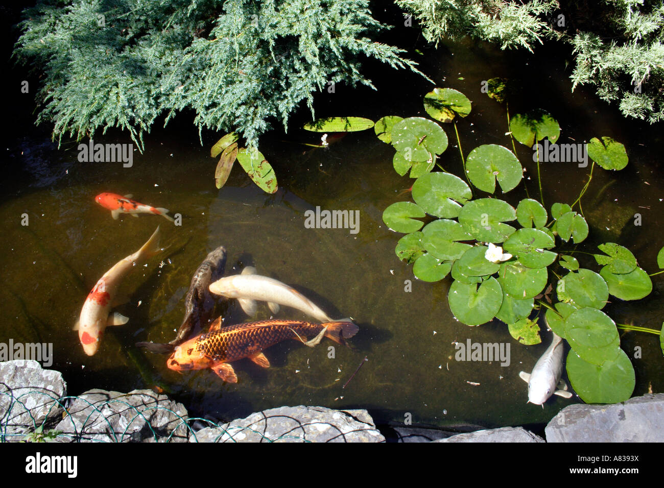 Koi Fish Pond In A Small Suburban Garden In Reading Stock Photo Alamy