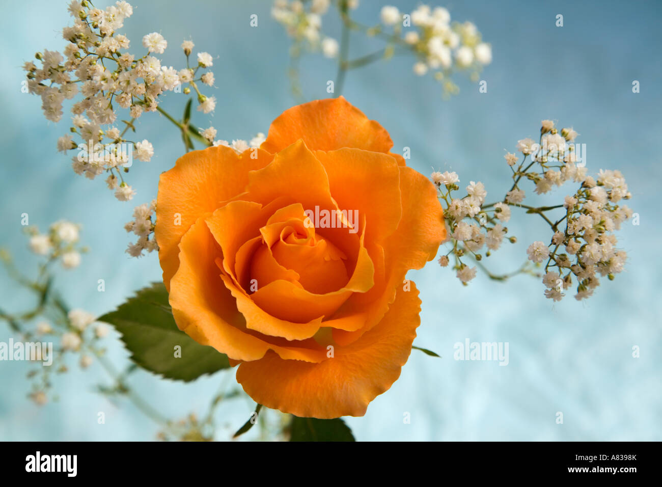 Single peach rose Rosa flower front view with Gypsophila flowers on mottled light pale blue backdrop Stock Photo