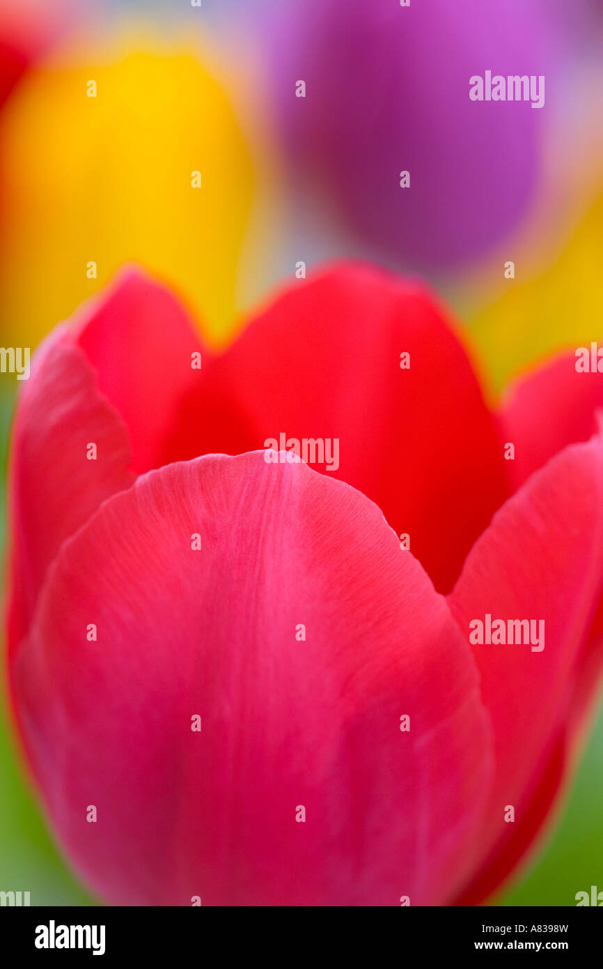 Red Tulipa flower in close up with multi coloured background of out of focus colourful tulips Stock Photo