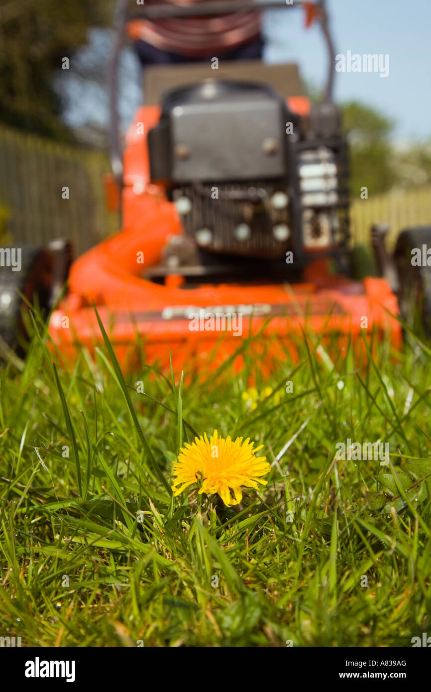 Flymo lawn mower cutting grass approaching a yellow Dandelion flower growing in garden lawn. UK Britain Stock Photo