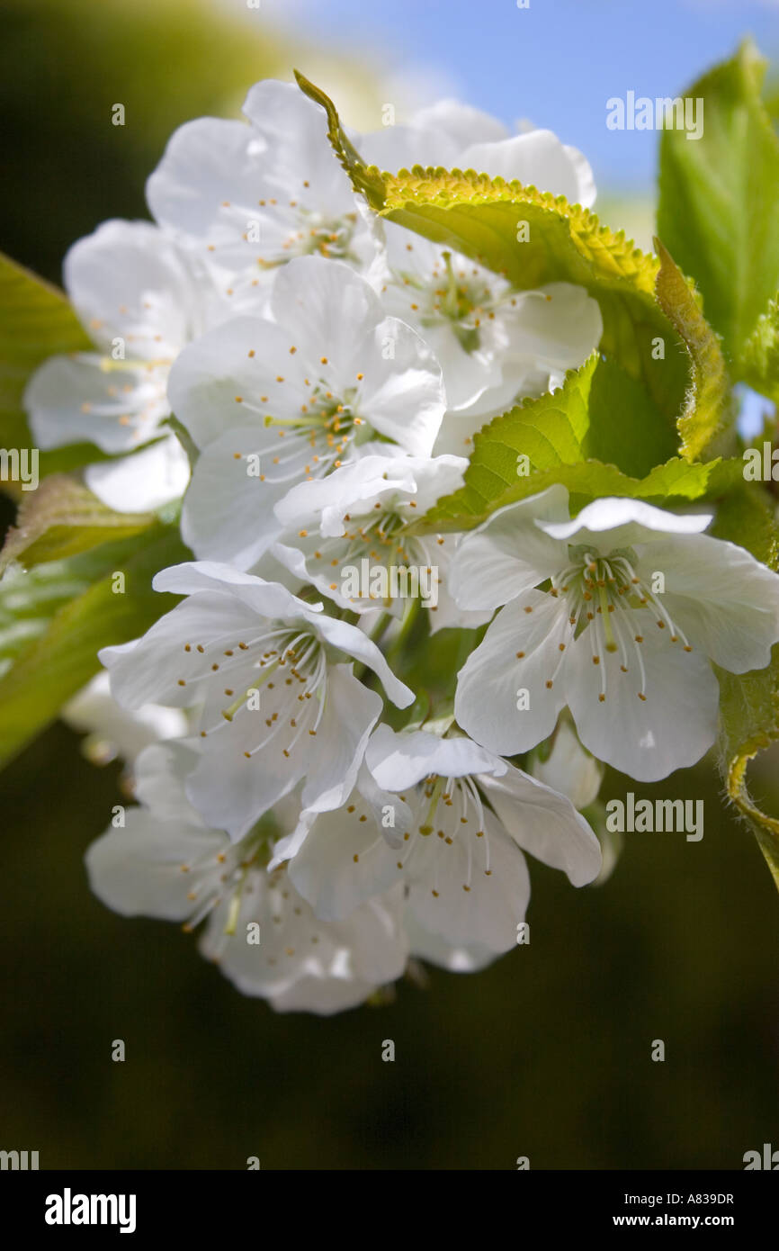 Close up cherry blossom tree hi-res stock photography and images - Alamy