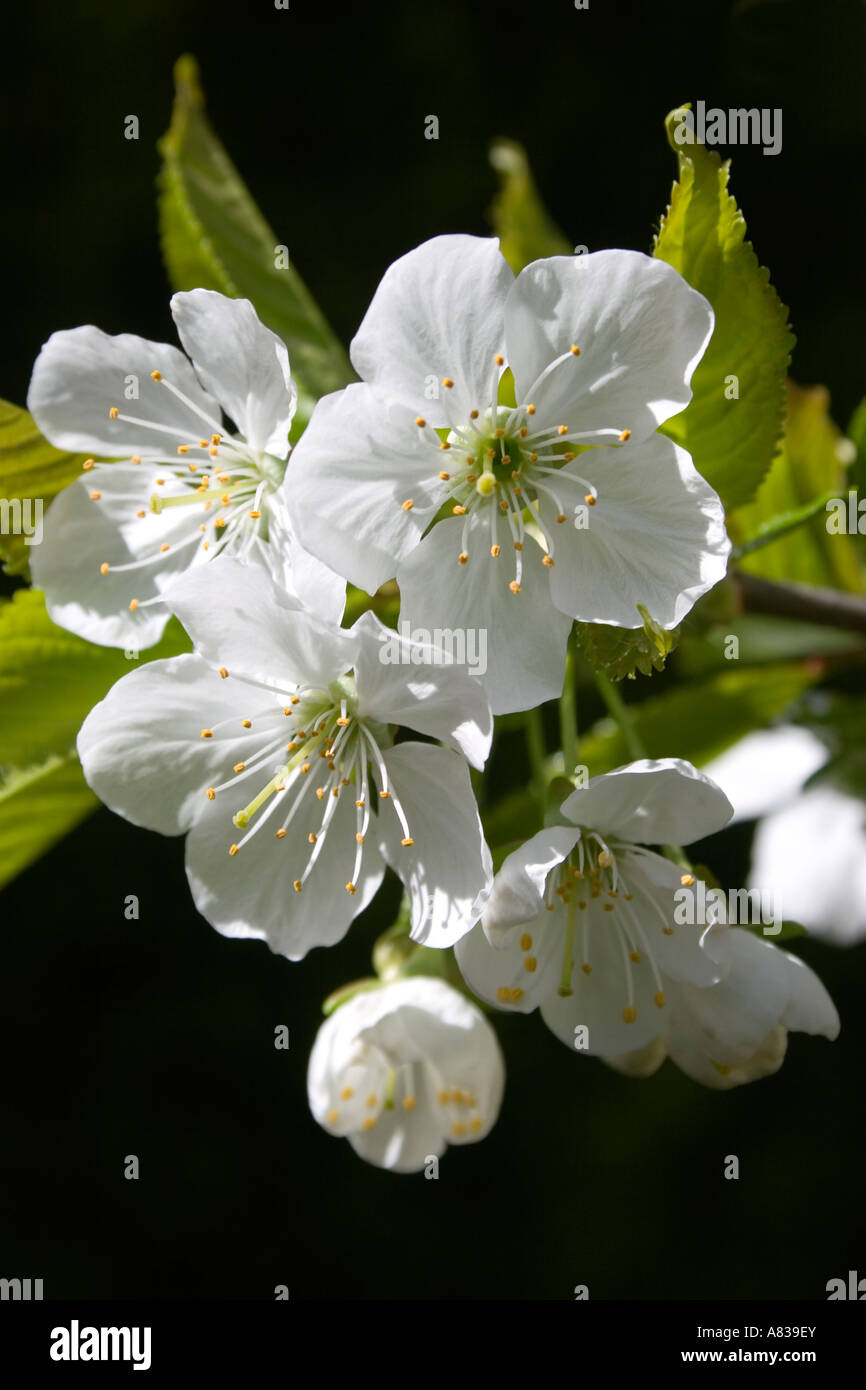 Spring cherry blossom white flowers hi-res stock photography and images ...