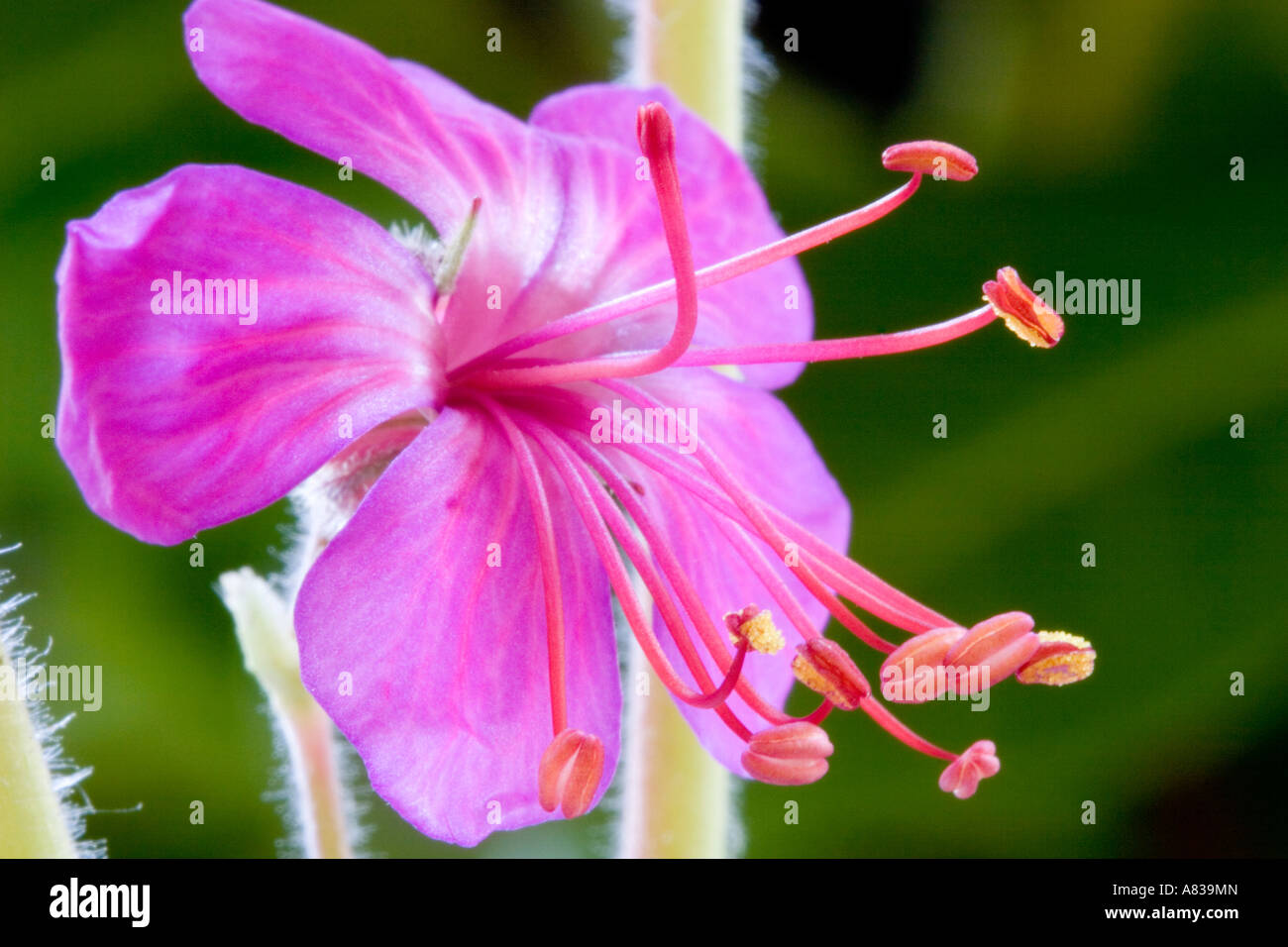 Garden plant ground cover pink geranium hi-res stock photography and ...