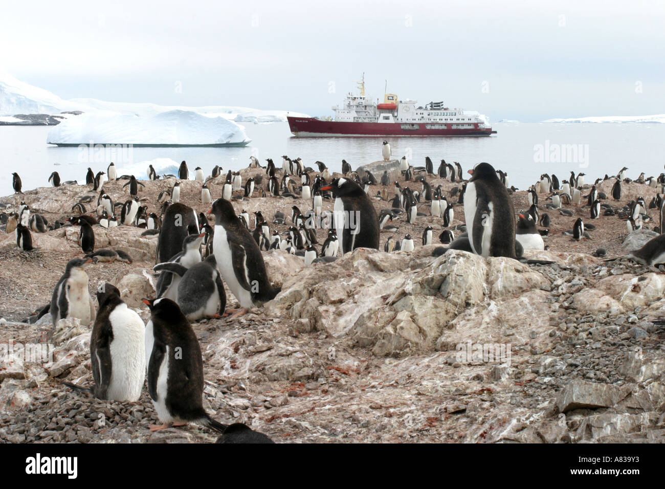 Icebreaker cruise ship anchored off a gentoo penguin colony on Curville Isle ,Antarctica Stock Photo