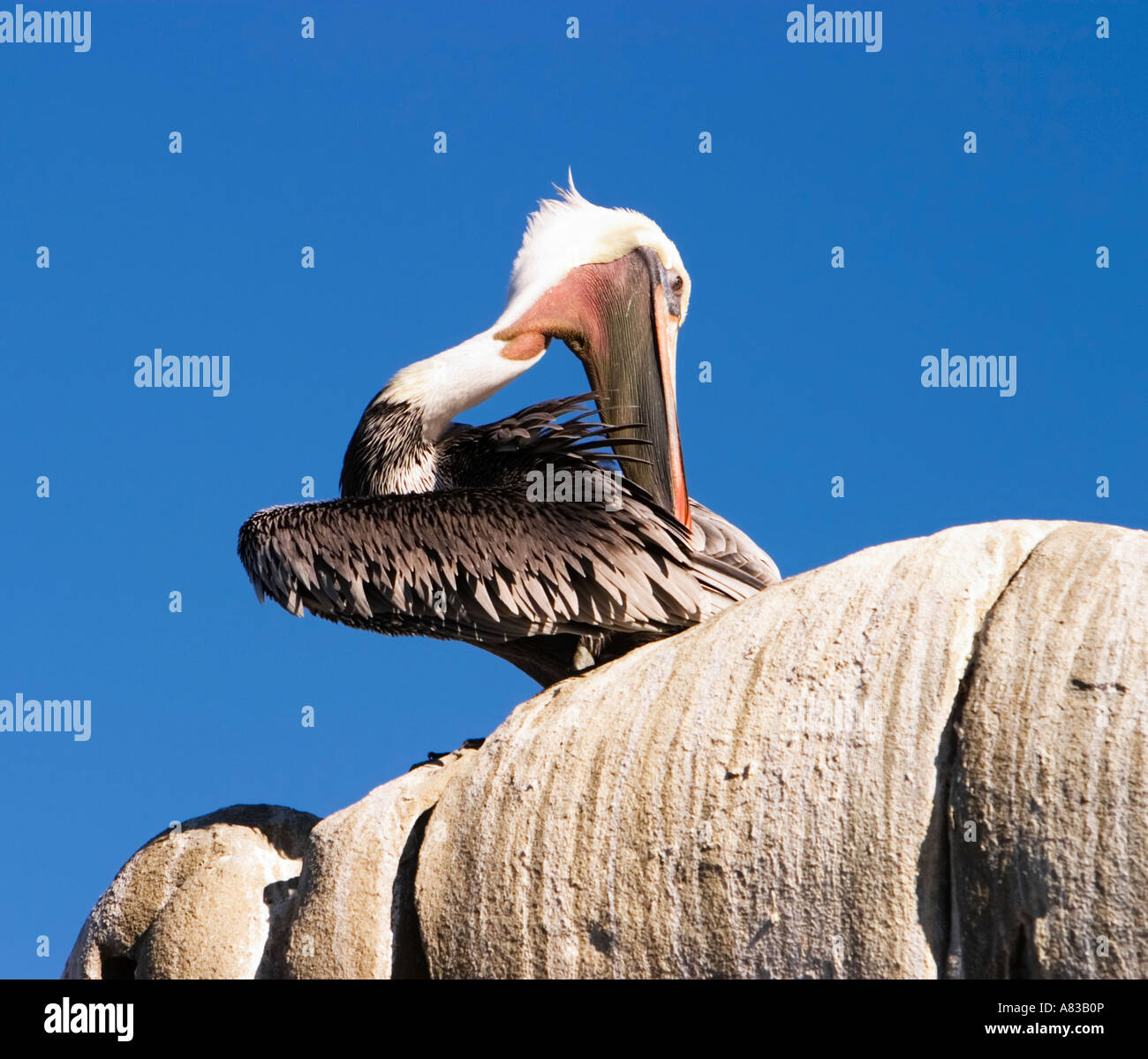 California brown pelican Stock Photo - Alamy