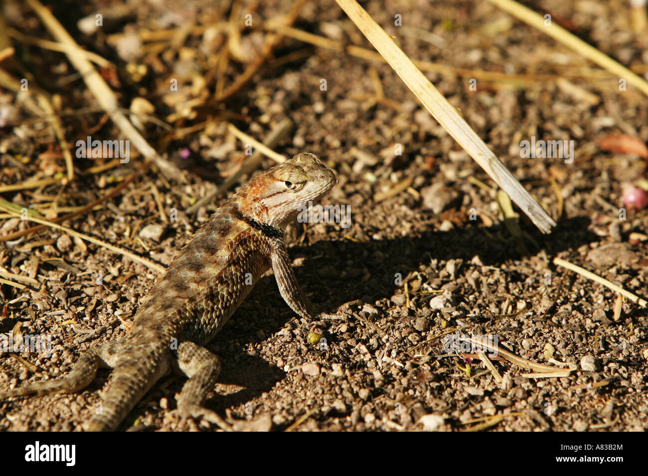 Arizona Desert Lizard Stock Photo