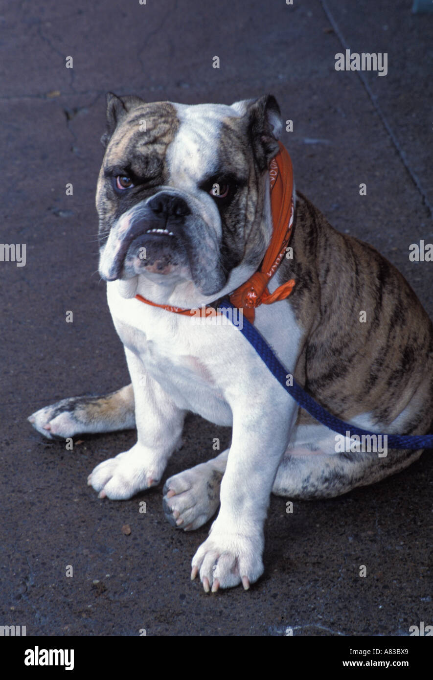 Englsih Bulldog Venice Beach Los Angeles California United States of