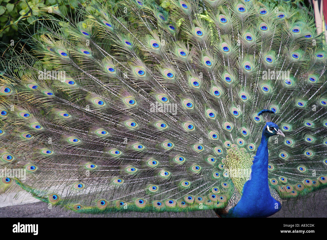 A Peacock at the San Diego Zoo in Balboa Park San Diego California Stock Photo