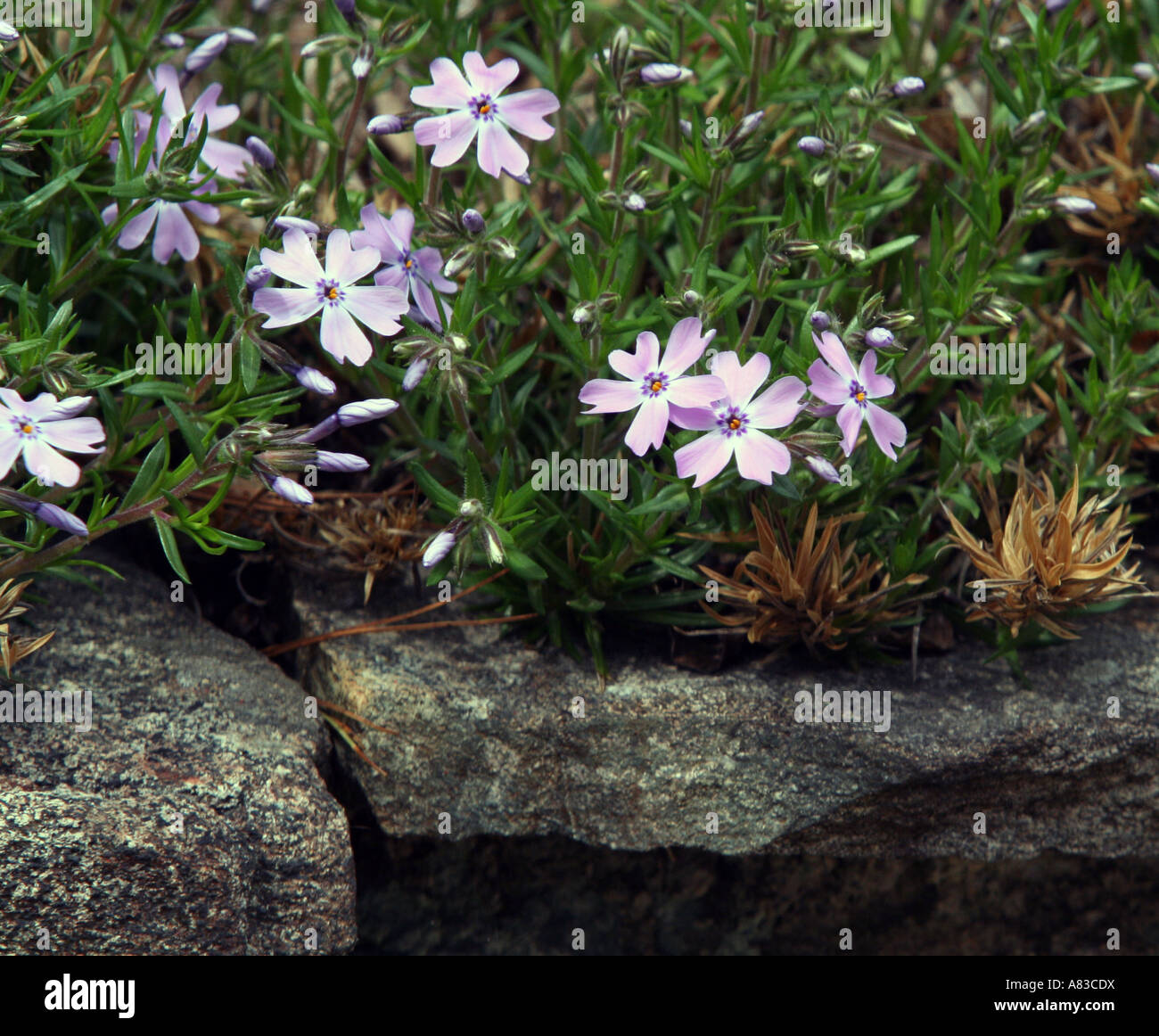 Some danity little purple flowers growing on the top of a stone wall. Stock Photo
