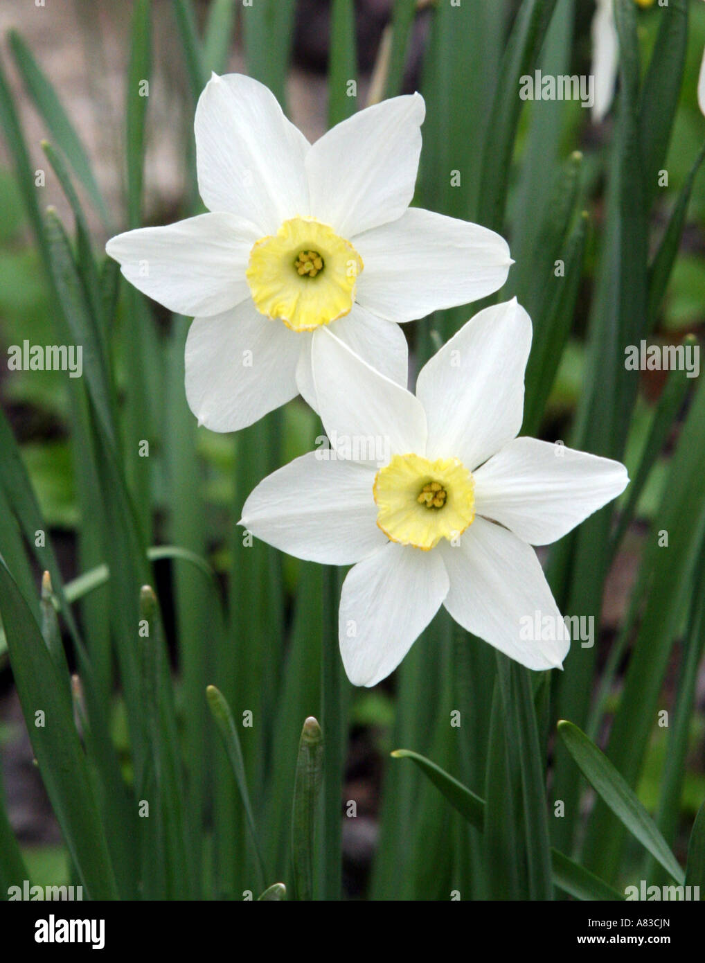 White flowers with yellow centers hi-res stock photography and images -  Alamy