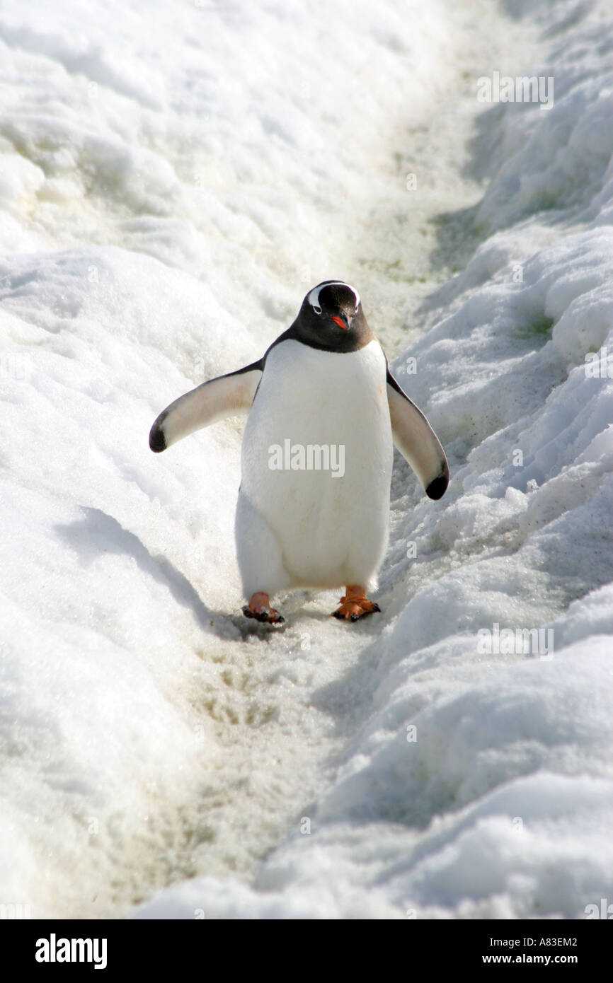 photograph illustrating part of the Antarctic code of conduct for visitors and cruise passengers. Stock Photo
