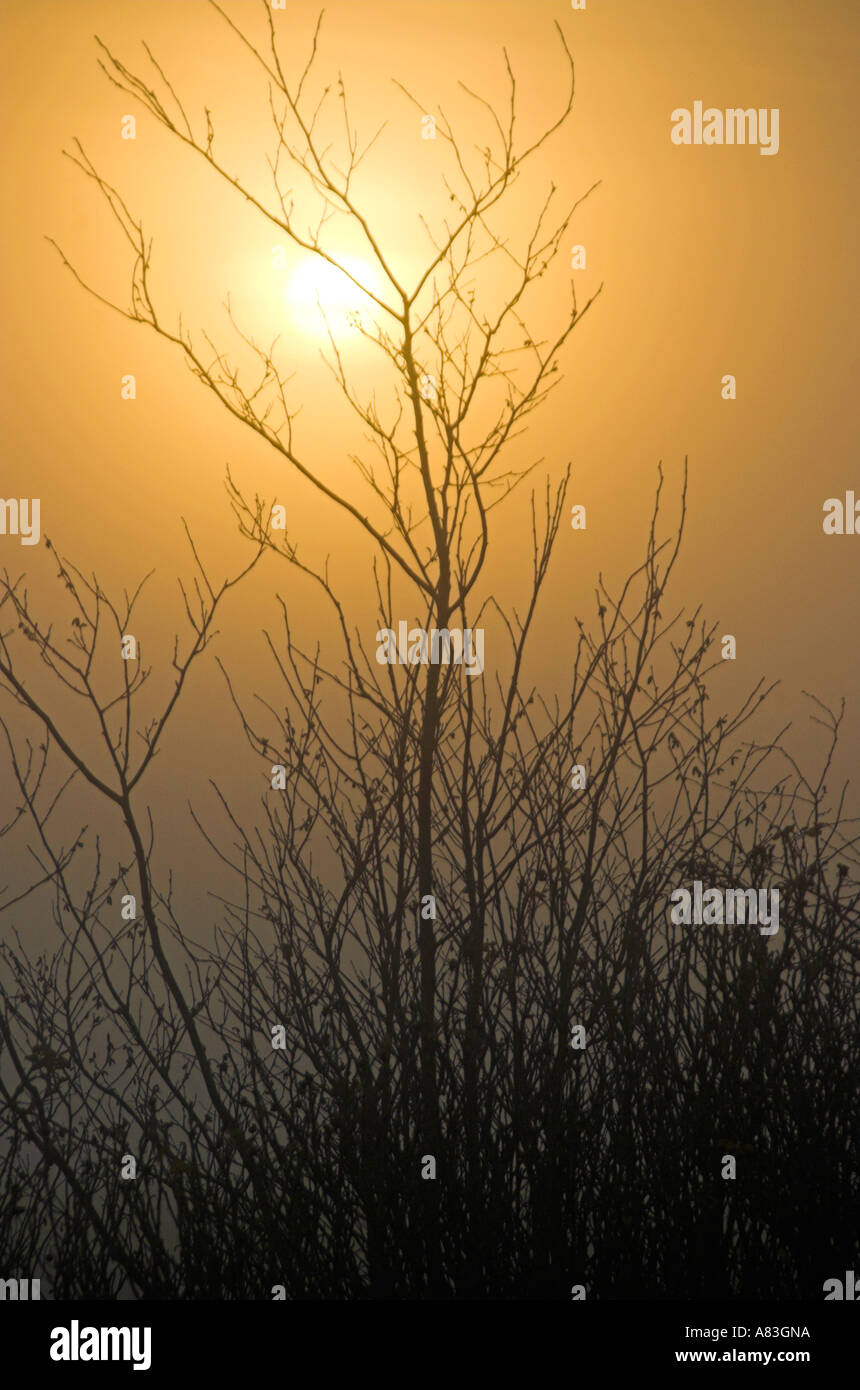 Golden jour hi-res stock photography and images - Alamy
