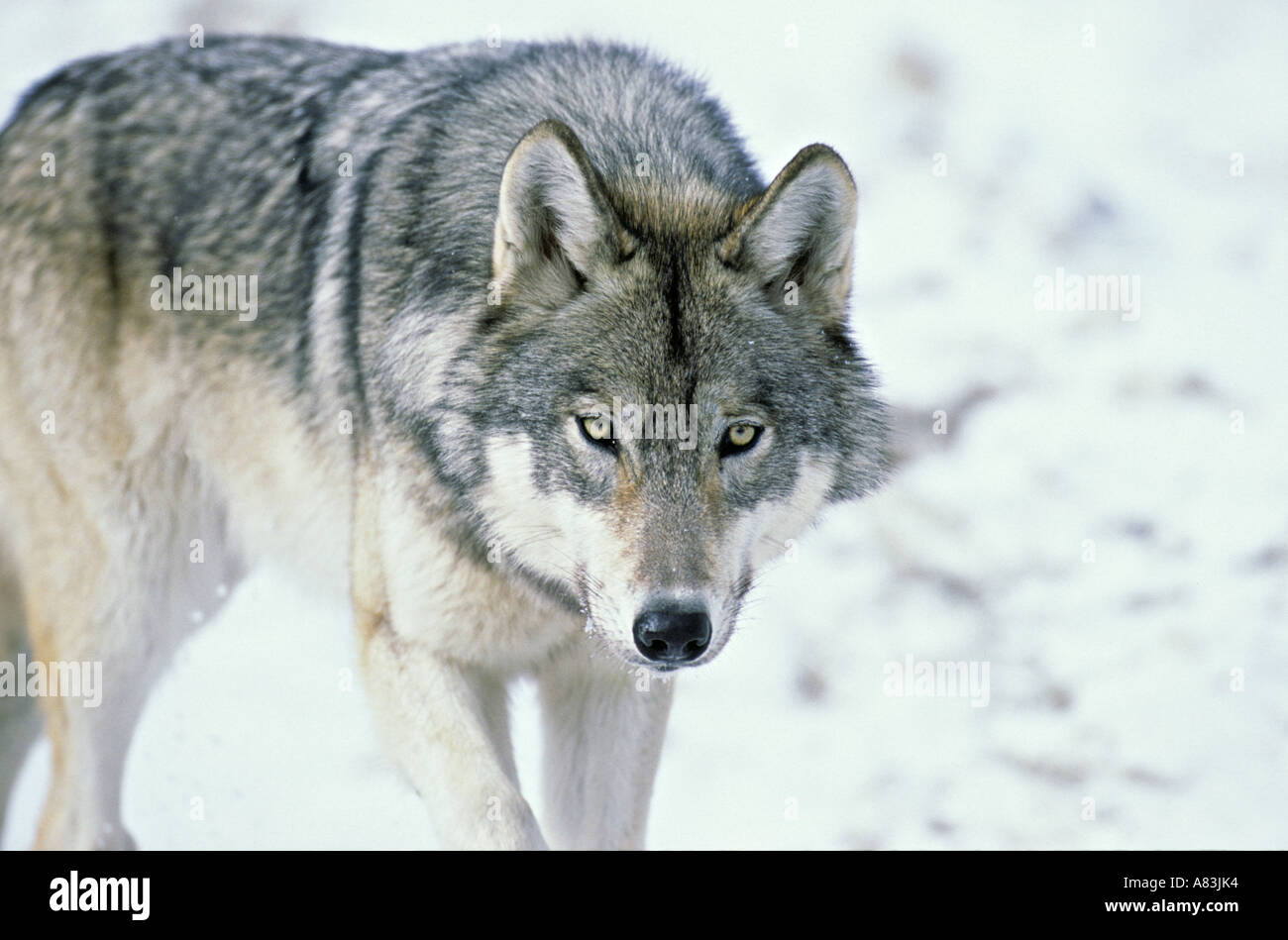 Wild Wolf Portrait Stock Photo Alamy