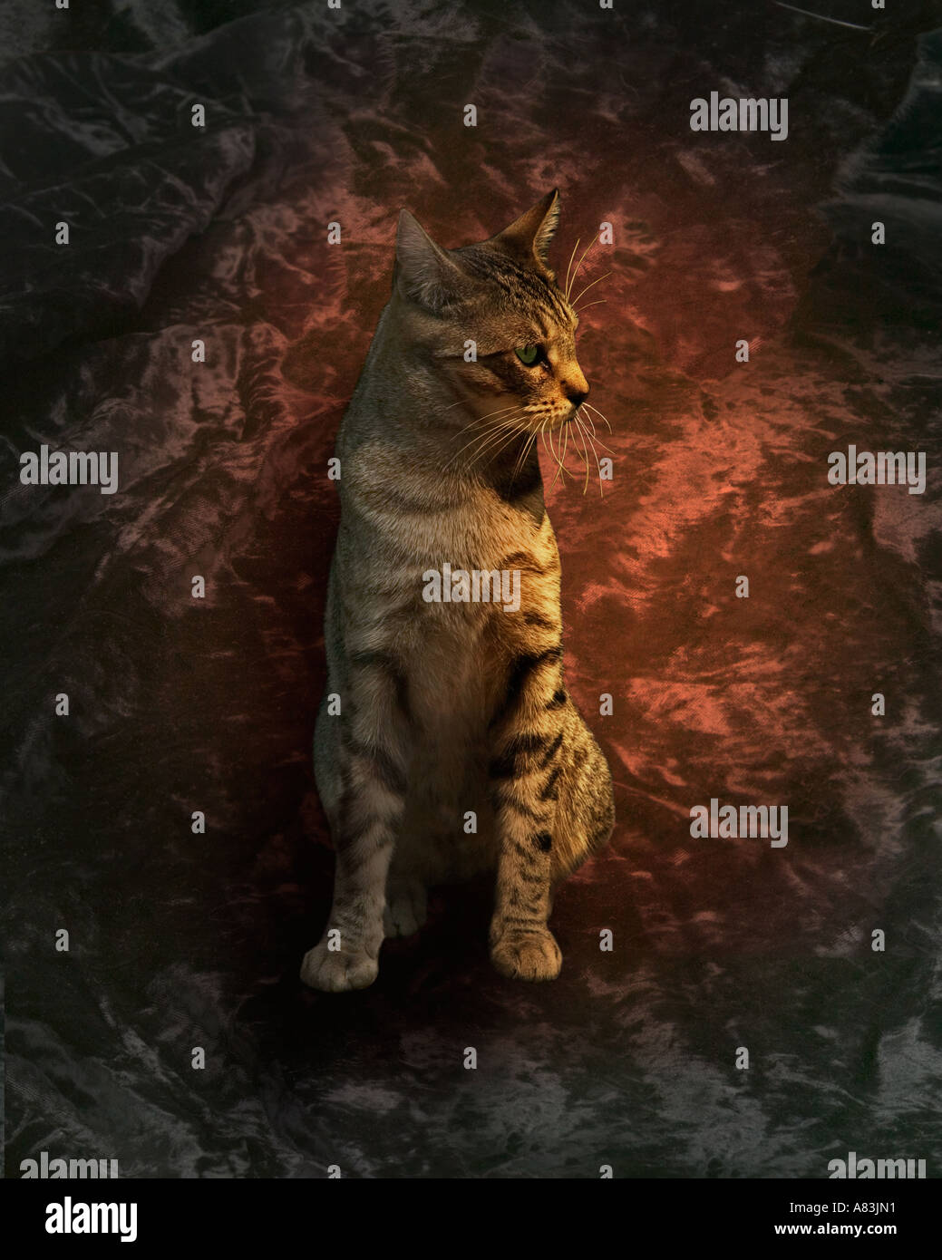 Wander cat hires stock photography and images Alamy