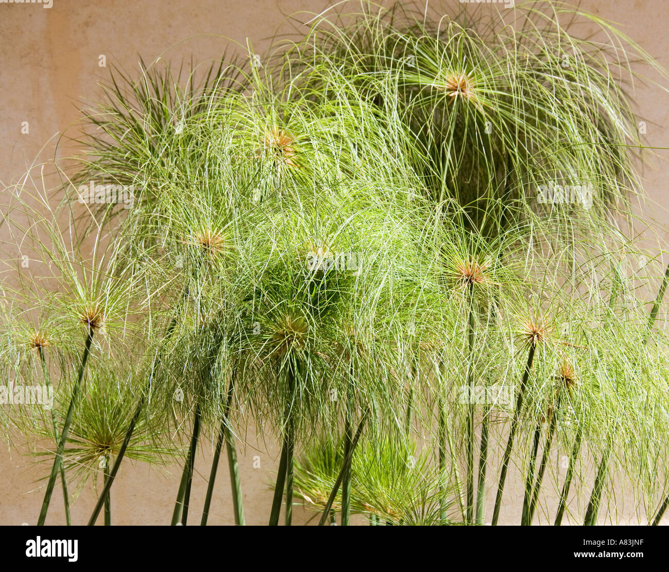 Papyrus Sedge or Paper Reed, Cyperus papyrus, Used for Paper Making, Luxor, Egypt Stock Photo