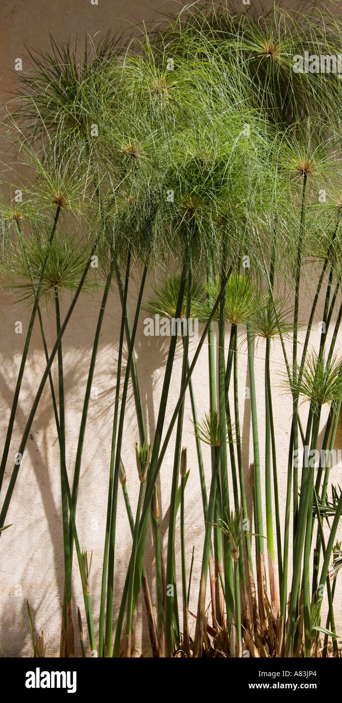 Papyrus Sedge or Paper Reed, Cyperus papyrus, Used for Paper Making