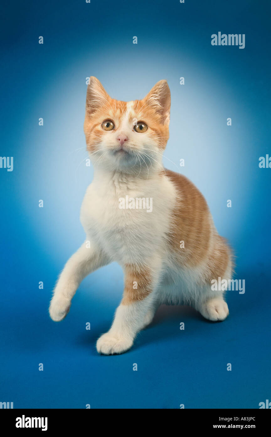 Studio portrait of a very young male orange tabby kitten Stock Photo ...