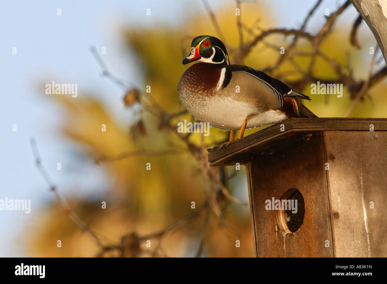 Wood Duck on a nest box Santee Lakes Santee Lakes Recreation Preserve