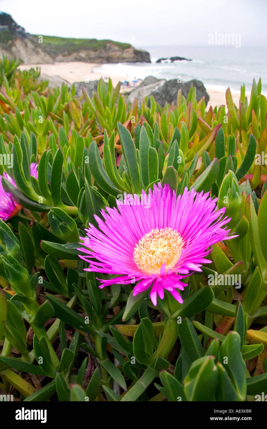 The flower of an ice plant on the California coast Stock Photo