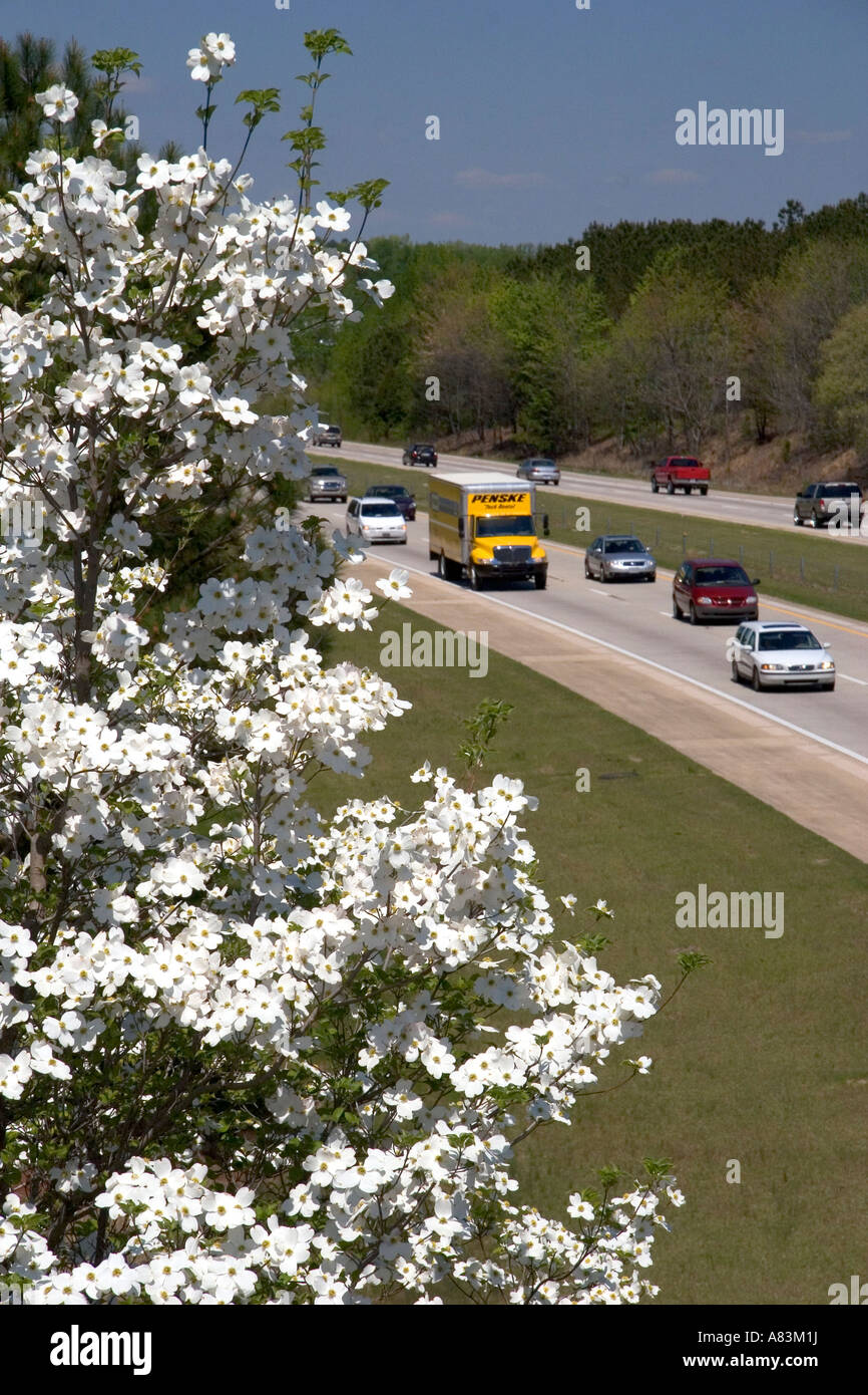 Dogwood tree in bloom along I 40 south of Raleigh North Carolina Stock Photo