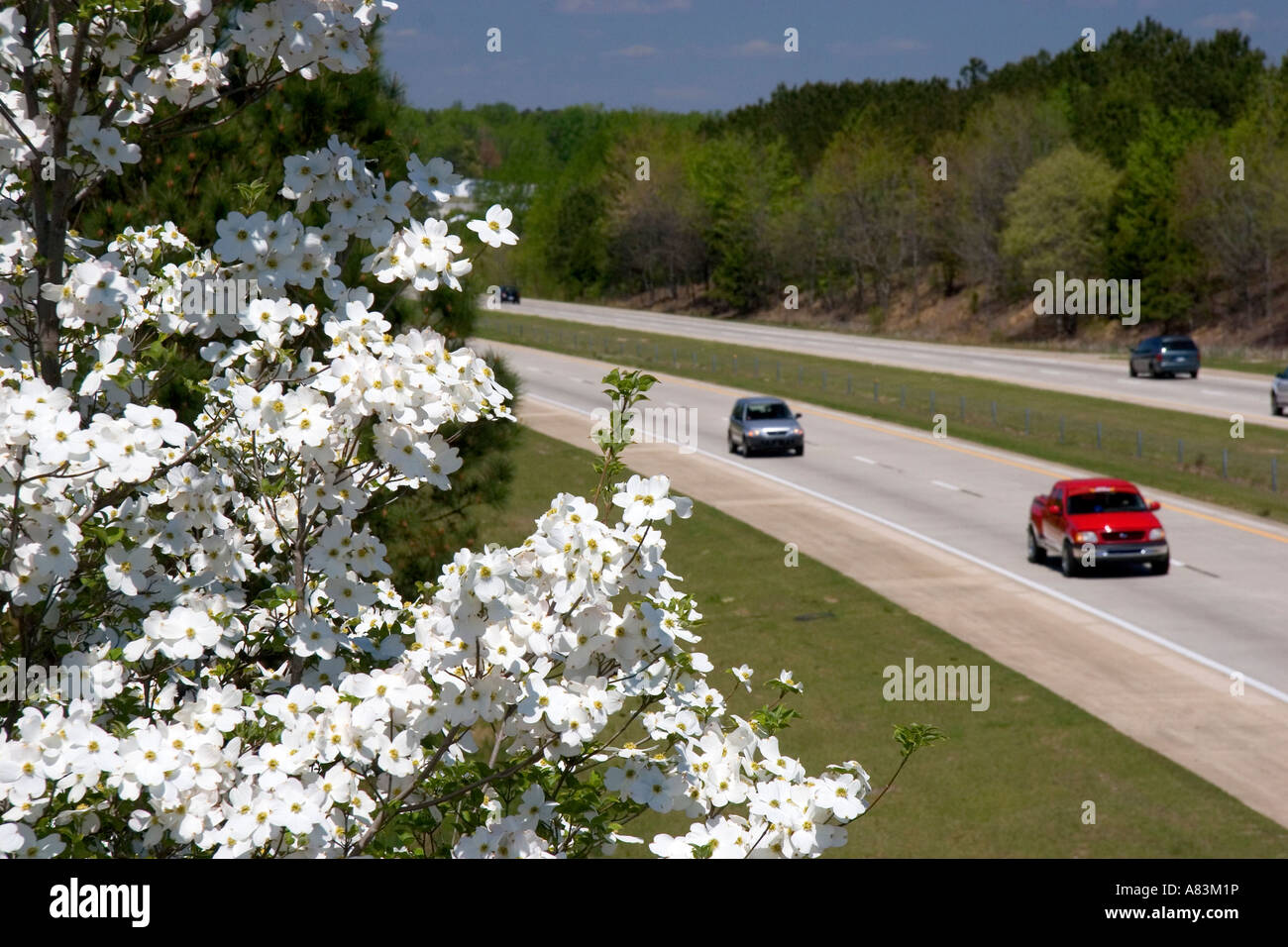 A dogwood tree in bloom along I 40 south of Raleigh North Carolina Stock Photo