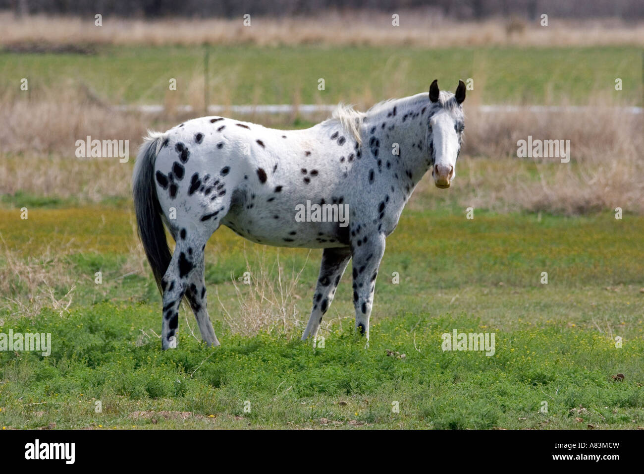 Appaloosa horse in ranch, Martinsdale, Montana, USA