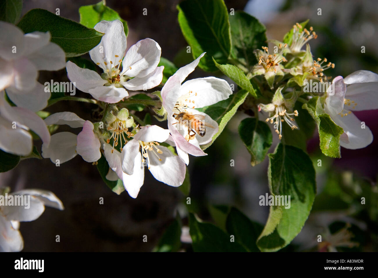 Apple blossom honey bee hi-res stock photography and images - Alamy