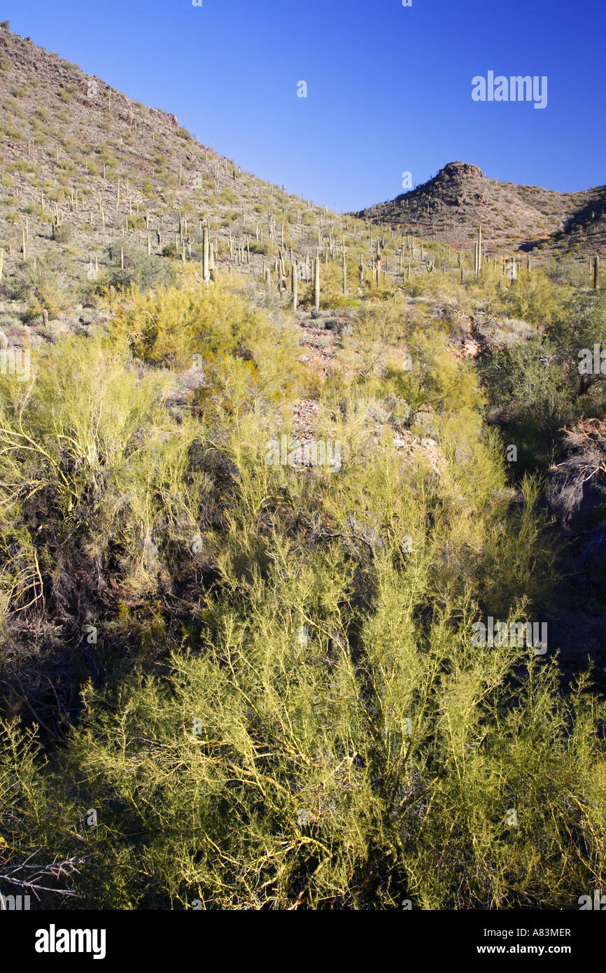 Cave Creek Recreational Area near Phoenix Arizona Stock Photo Alamy
