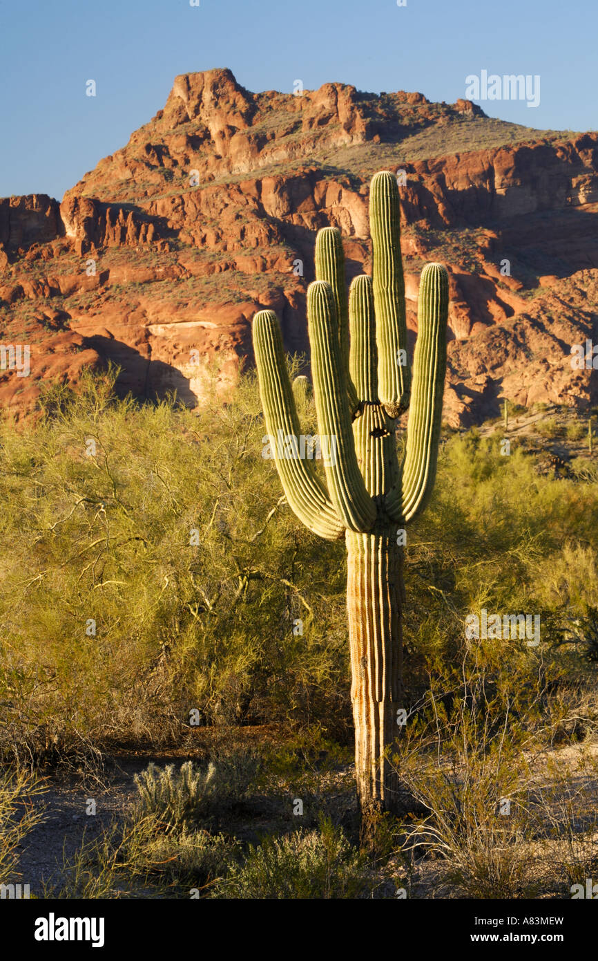 Saguaro cactus and Red Mountain near Phoenix Arizona Stock Photo - Alamy