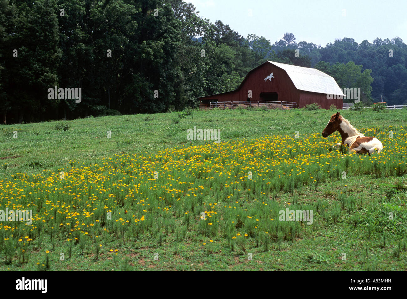 A pinto colt lays in a field of yellow flowers on a farm in rural Tennessee Stock Photo